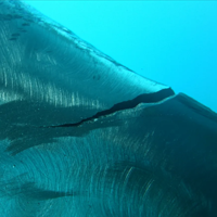 Seaweed Diving